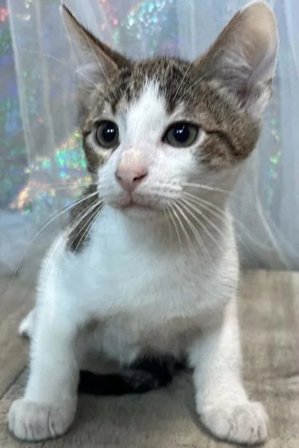 Michael Meowers thumbnail 2