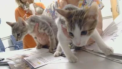 Michael Meowers thumbnail 3