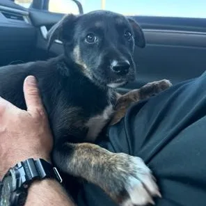 A baby medium-sized female Australian Cattle Dog / Blue Heeler dog named Julia for adoption in Lodi, CA