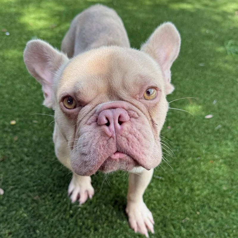 An adult small-sized male French Bulldog dog named Jaws for adoption in LOXAHATCHEE, FL