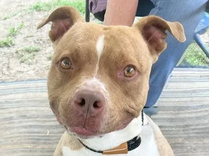 An adult medium-sized female Apricot / Beige Mixed Breed dog named Mila for adoption in Georgetown, TX