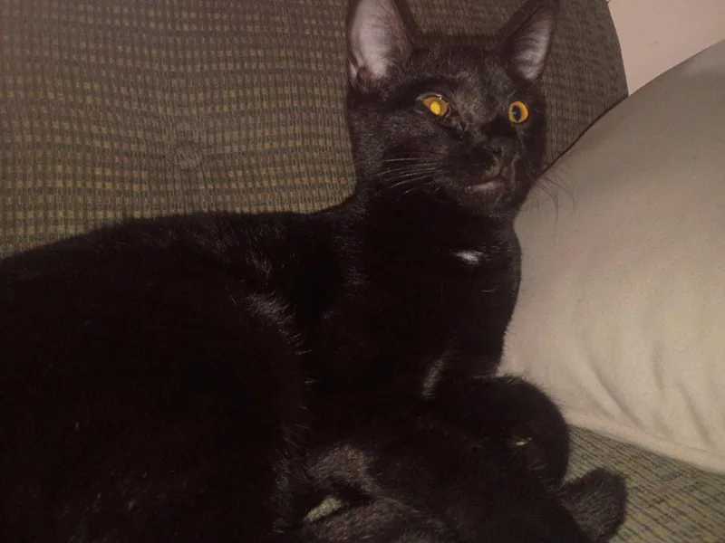 A young medium-sized male Domestic Short Hair cat named Little Foot for adoption in Niles, MI