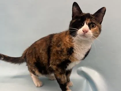 An adult small-sized female Domestic Short Hair cat named Gigi for adoption in Woodbury, MN