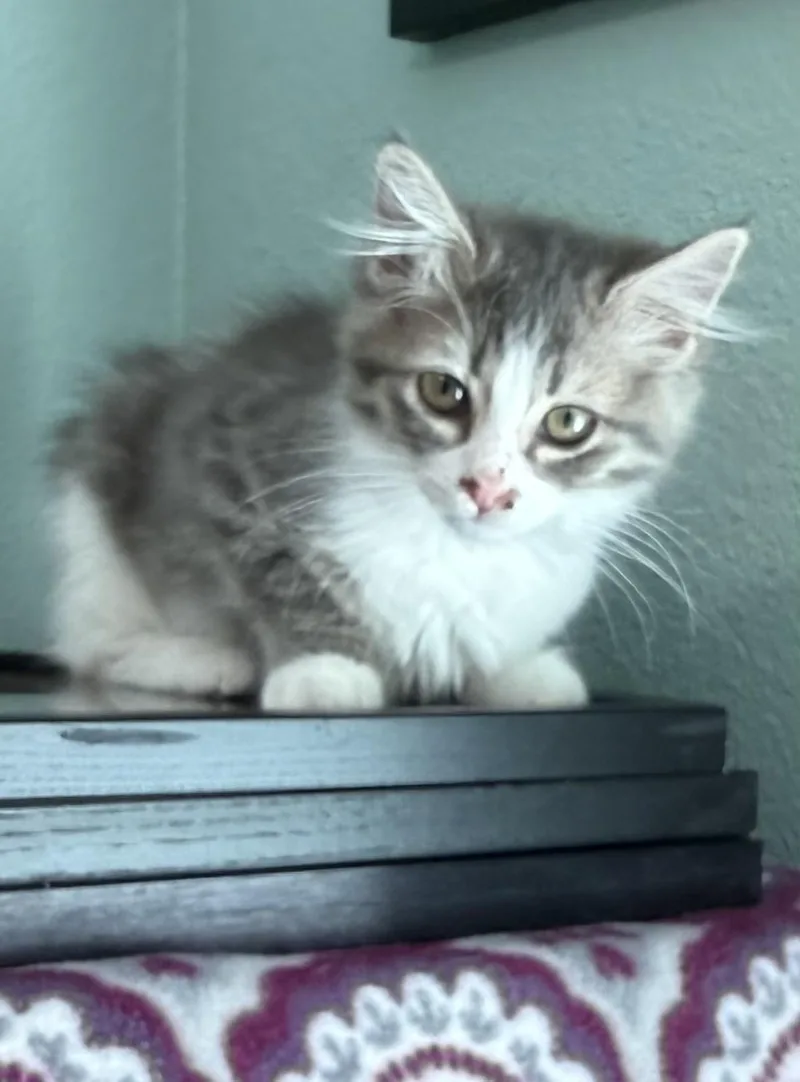 A baby medium-sized female Gray / Blue / Silver Russian Blue cat named Princess Clara for adoption in Tustin, CA