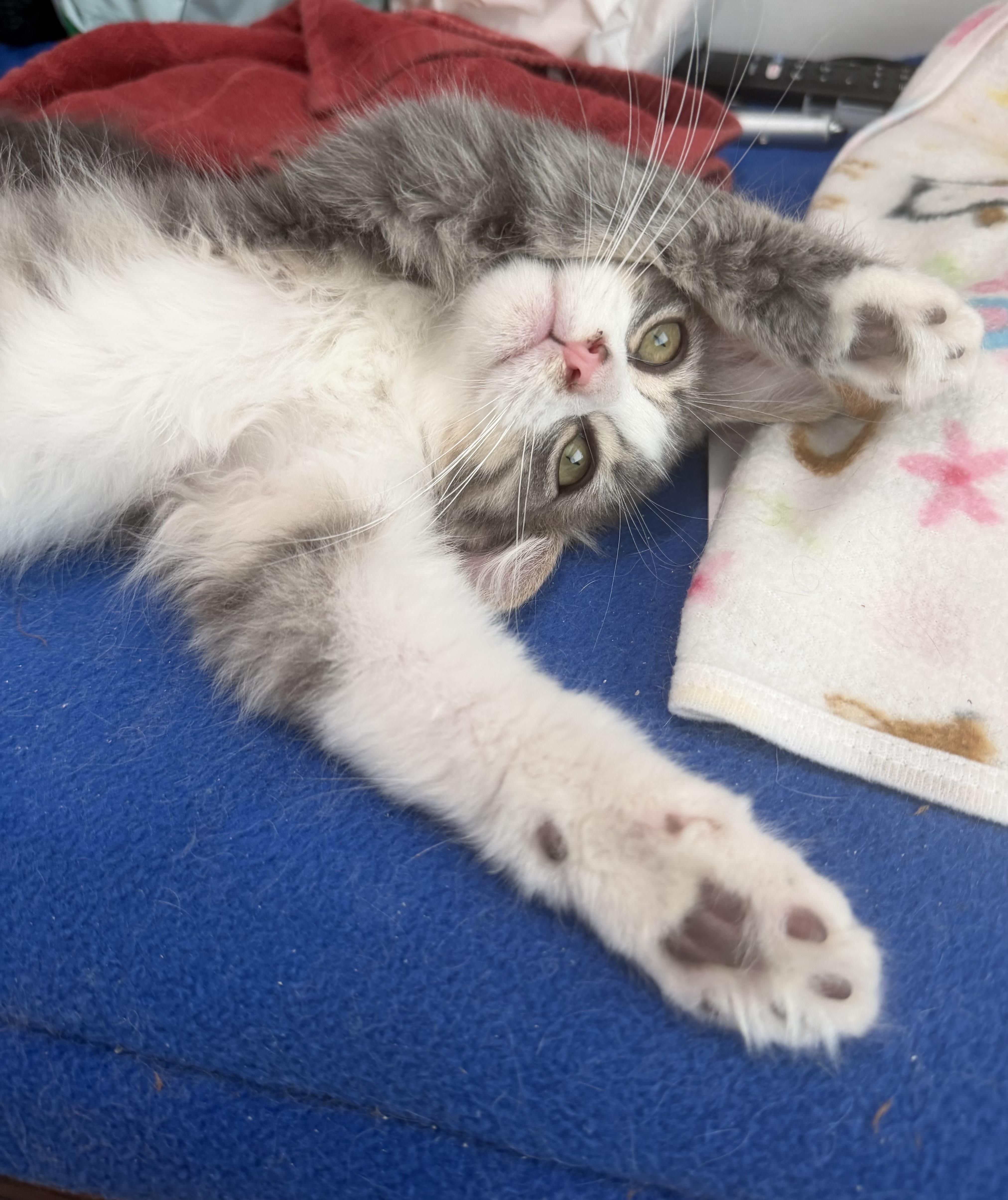 Princess Clara thumbnail 3