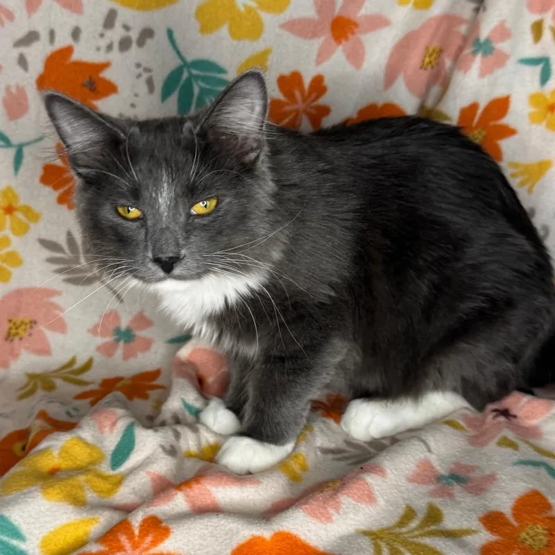 A young medium-sized male Norwegian Forest Cat cat named Xaden for adoption in Mount Vernon, IL