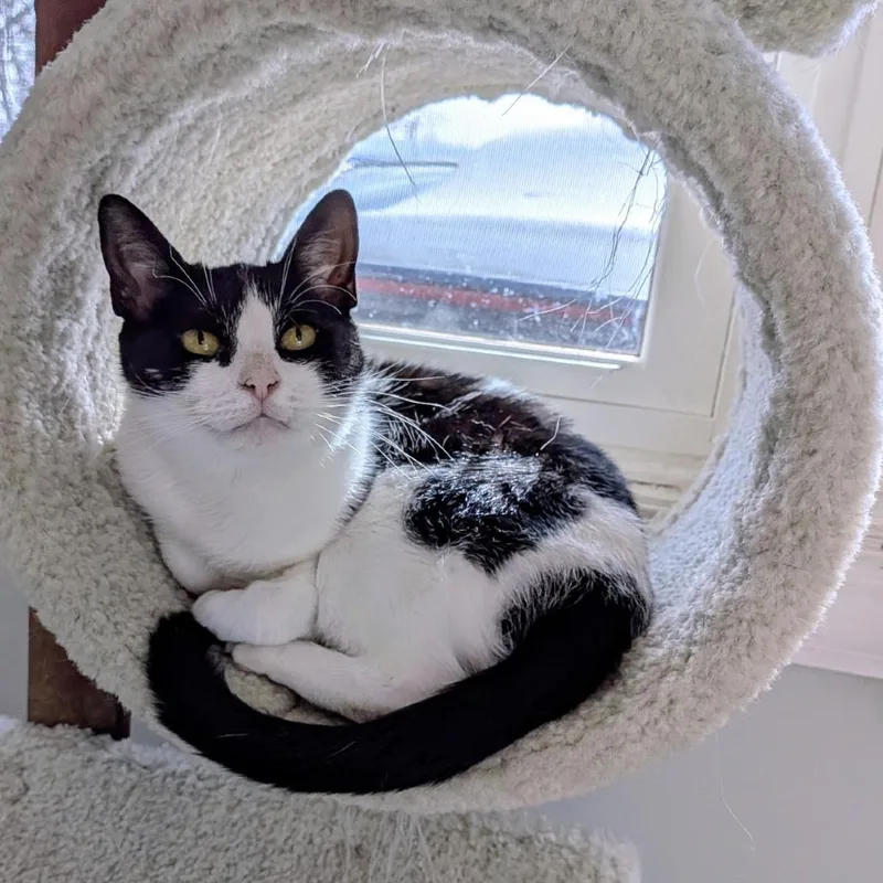 A young medium-sized female White Domestic Short Hair cat named Jennie for adoption in Bensalem, PA