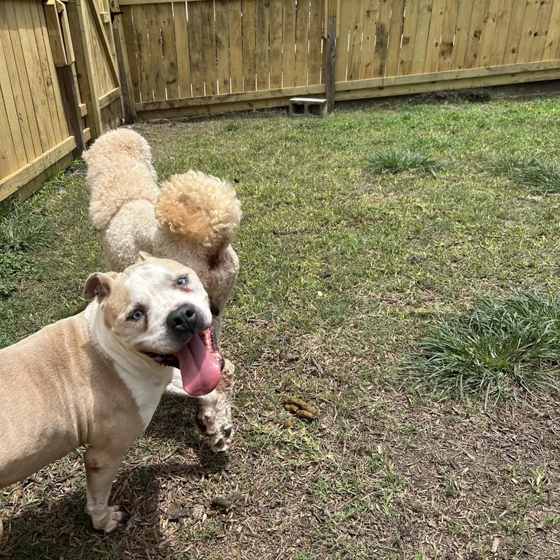 An adult large-sized male Pit Bull Terrier dog named Hobbes for adoption in Pearland, TX