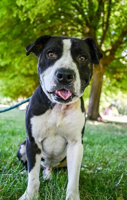 An adult medium-sized male Pit Bull Terrier dog named Joe for adoption in Yakima, WA