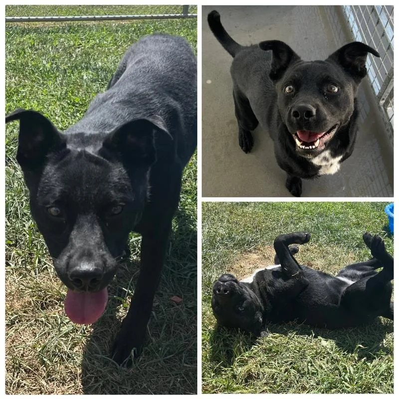 Midnight thumbnail 2