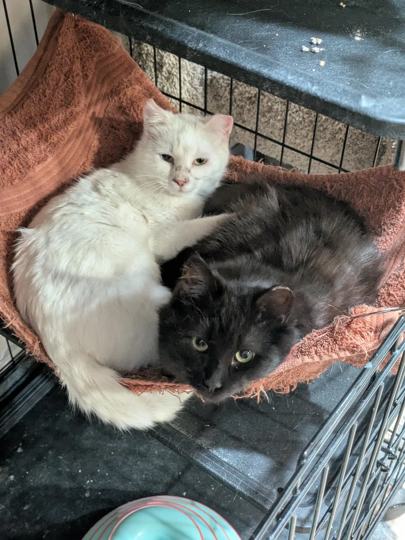 An adult medium-sized female Black Domestic Medium Hair cat named La for adoption in Logan, UT