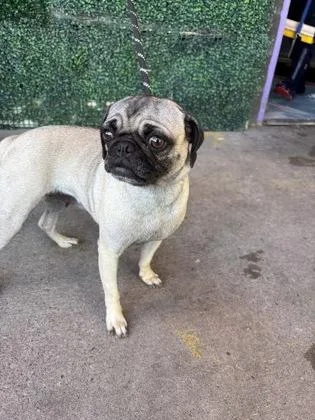 A baby small-sized female Pug dog named 61685796 for adoption in El Paso, TX