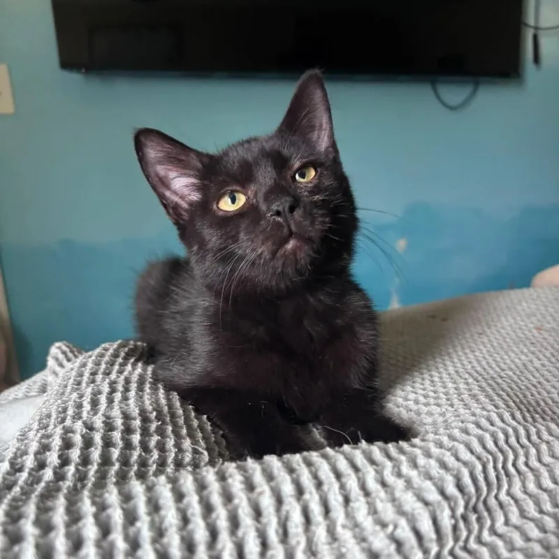 A baby small-sized male Black Domestic Short Hair cat named Phantom for adoption in Milton, DE