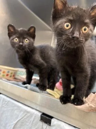 A baby small-sized male Domestic Short Hair cat named Bautista for adoption in Madison, NJ
