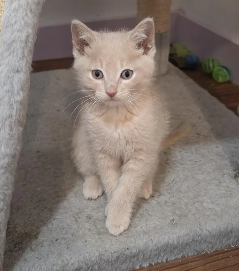 Biscuit