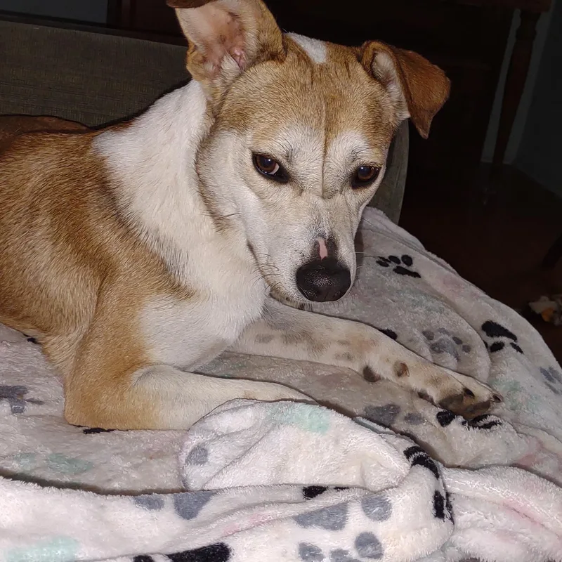 A baby medium-sized female Yellow Labrador Retriever dog named Ethel for adoption in Racine, WI