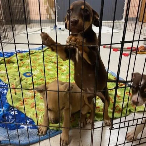 A baby medium-sized female Brown / Chocolate Terrier dog named Coffee for adoption in Eaton, OH
