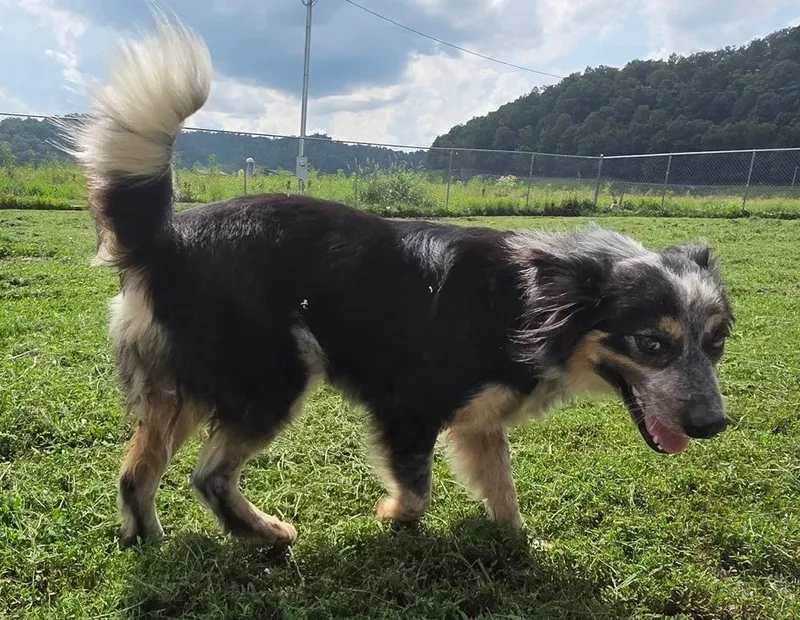 An adult medium-sized female Tricolor (Brown, Black, & White) Australian Shepherd dog named Dixie for adoption in Irwin, PA