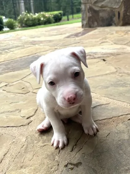 A baby small-sized male Shepherd dog named River for adoption in Cumming, GA