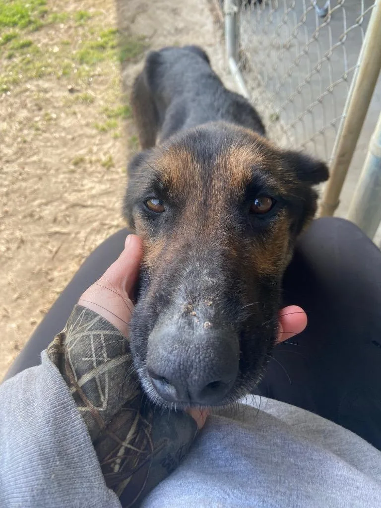 A young medium-sized female German Shepherd Dog dog named Kyrie for adoption in Swainsboro, GA