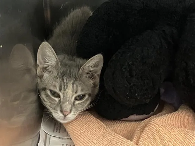 A baby small-sized female Domestic Short Hair cat named Annie for adoption in Tustin, CA