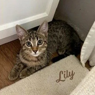 A baby medium-sized female Tabby cat named Lily Tabbybrigade for adoption in Houston, TX