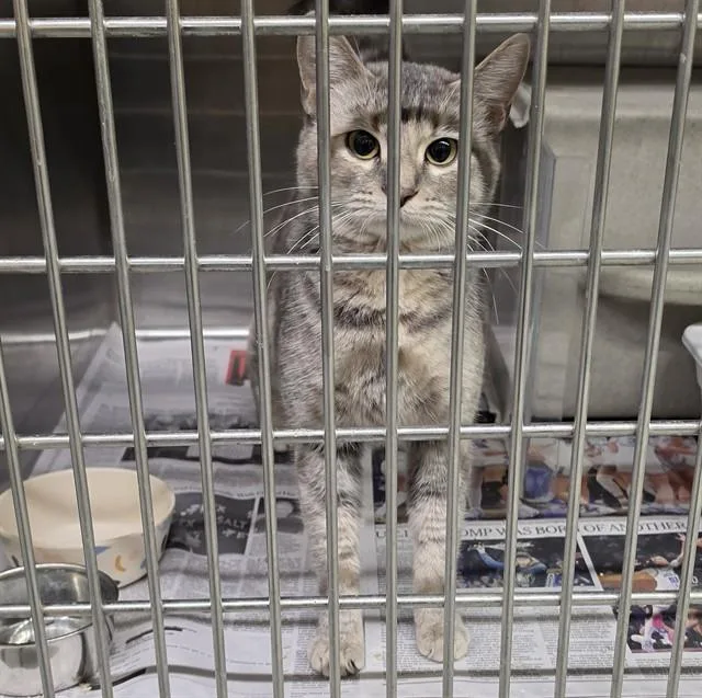 A young medium-sized female Domestic Short Hair cat named Sangria for adoption in Anchorage, AK