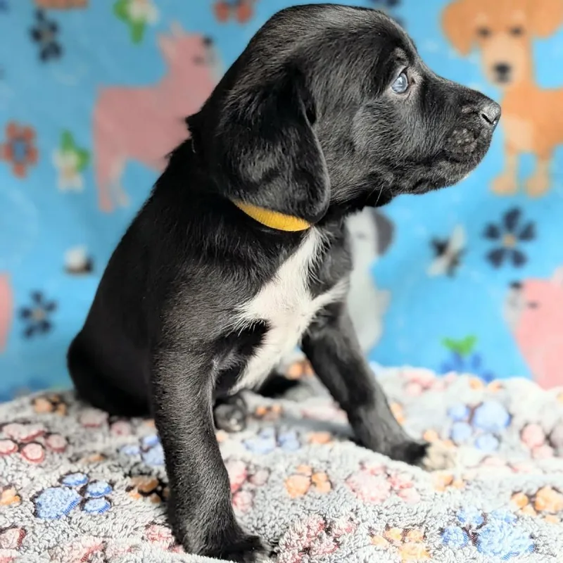 Thackeryyellow thumbnail 2