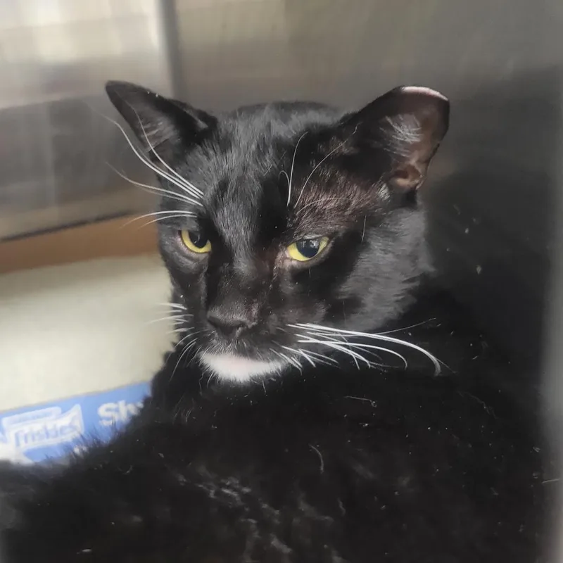 An adult extra large-sized male Domestic Short Hair cat named Smittens for adoption in Hamburg, NY