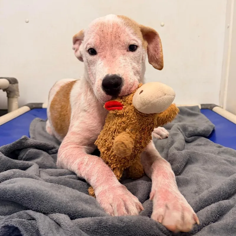 A baby medium-sized male Yellow / Tan / Blond / Fawn Mixed Breed dog named Toast for adoption in Rocky Mount, VA