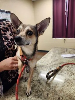 An adult small-sized male Chihuahua dog named Houdini for adoption in Independence, MO