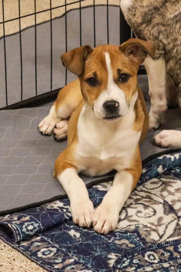 A baby medium-sized female Shepherd dog named Kimberly for adoption in Carmel, NY