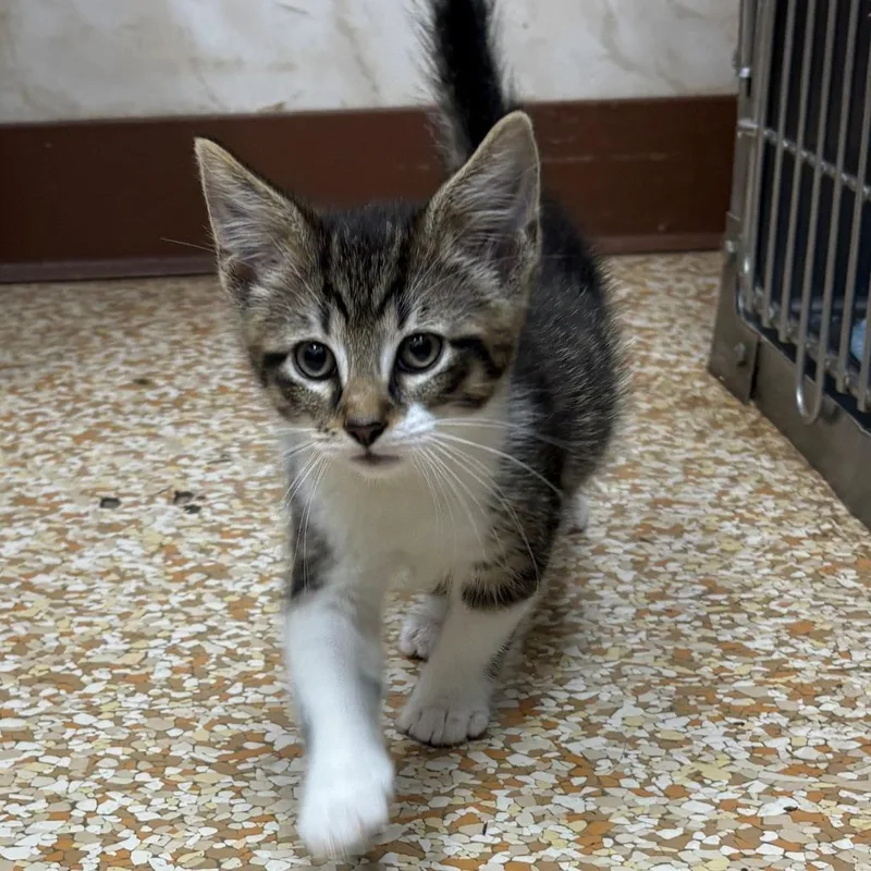 A baby small-sized male Brown / Chocolate Domestic Medium Hair cat named Wiggles for adoption in Chehalis, WA