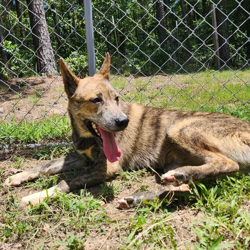 A young medium-sized male Brindle Shepherd dog named Bruno for adoption in Chicopee, MA