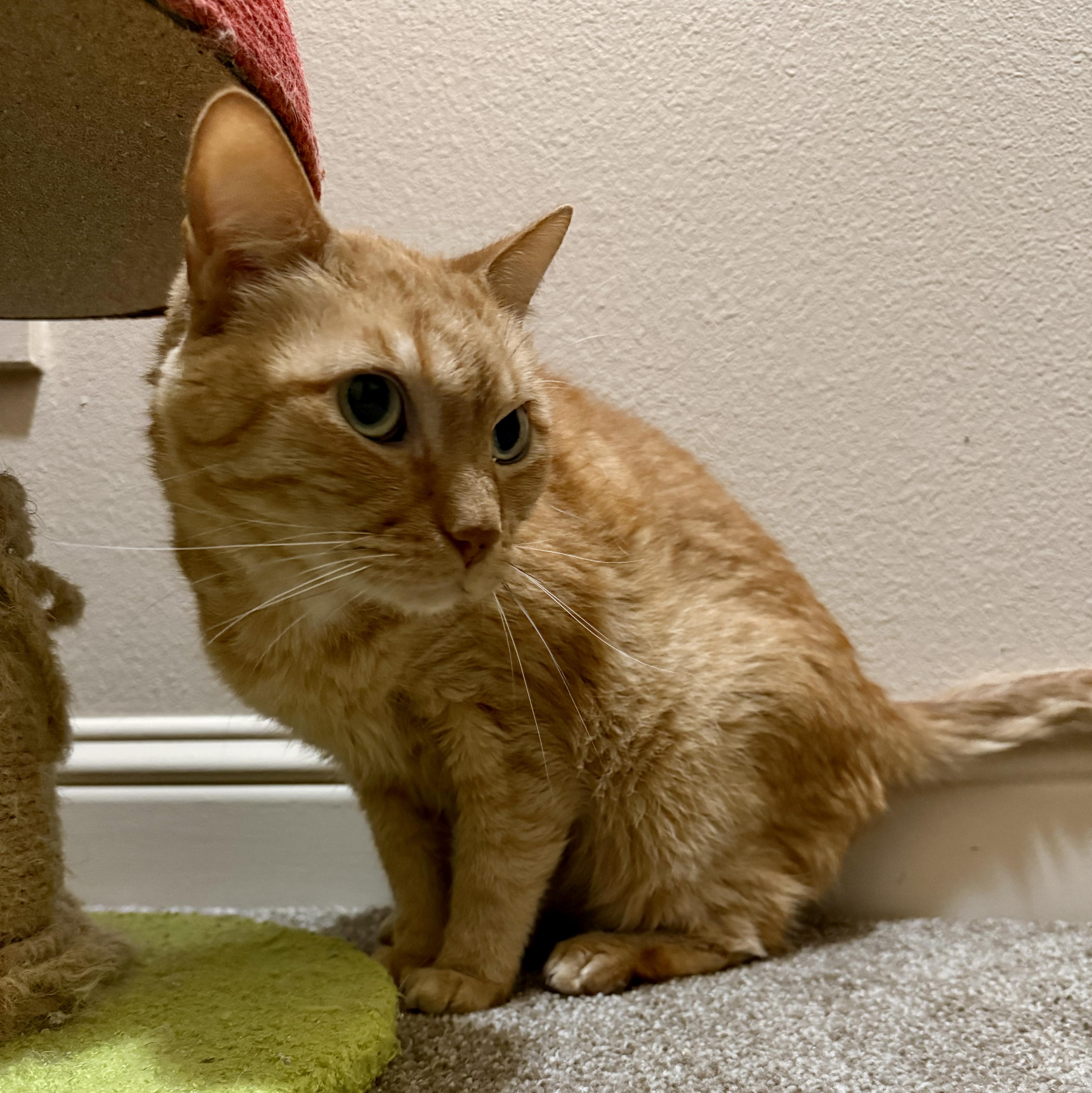 Trick And Treat thumbnail 3