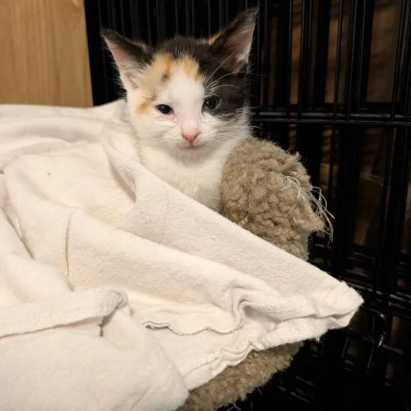 A baby small-sized female Calico Domestic Short Hair cat named Turtle for adoption in Delaware, OH