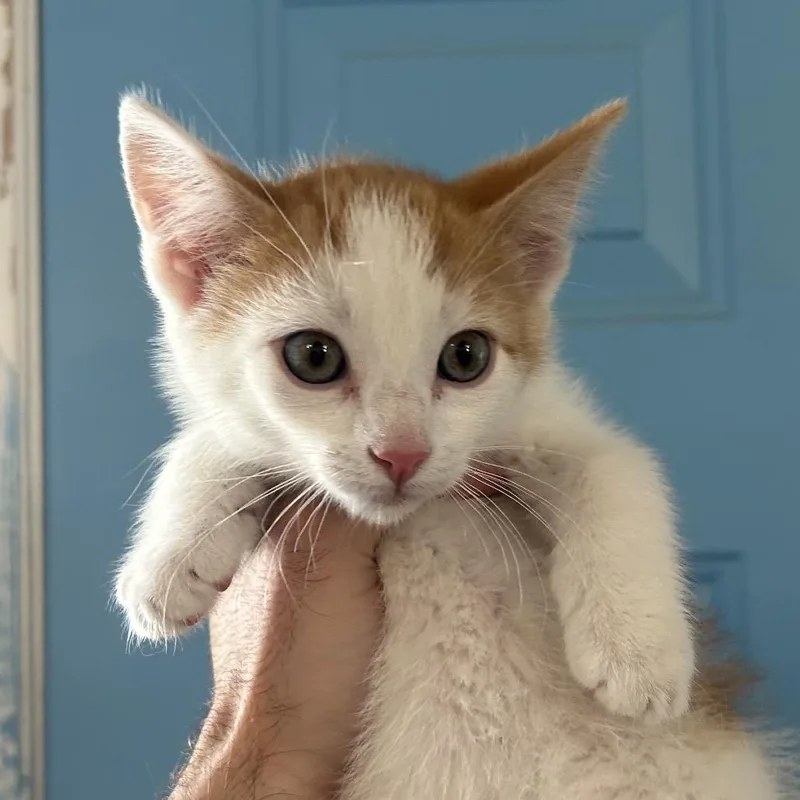 A baby small-sized male White Domestic Short Hair cat named Kennie for adoption in Denver, CO
