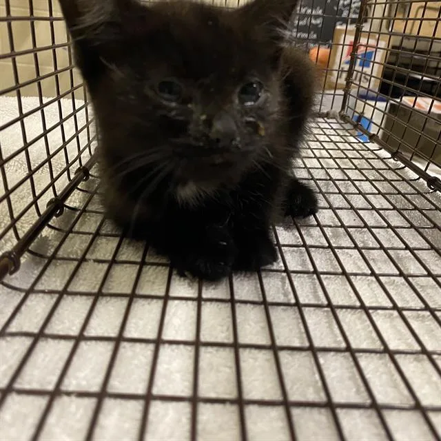 A baby small-sized female Domestic Medium Hair cat named A for adoption in Modesto, CA