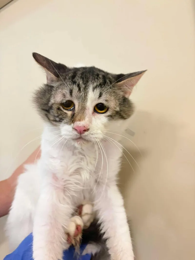 An adult medium-sized male White Domestic Medium Hair cat named Sunny for adoption in Rockwall, TX