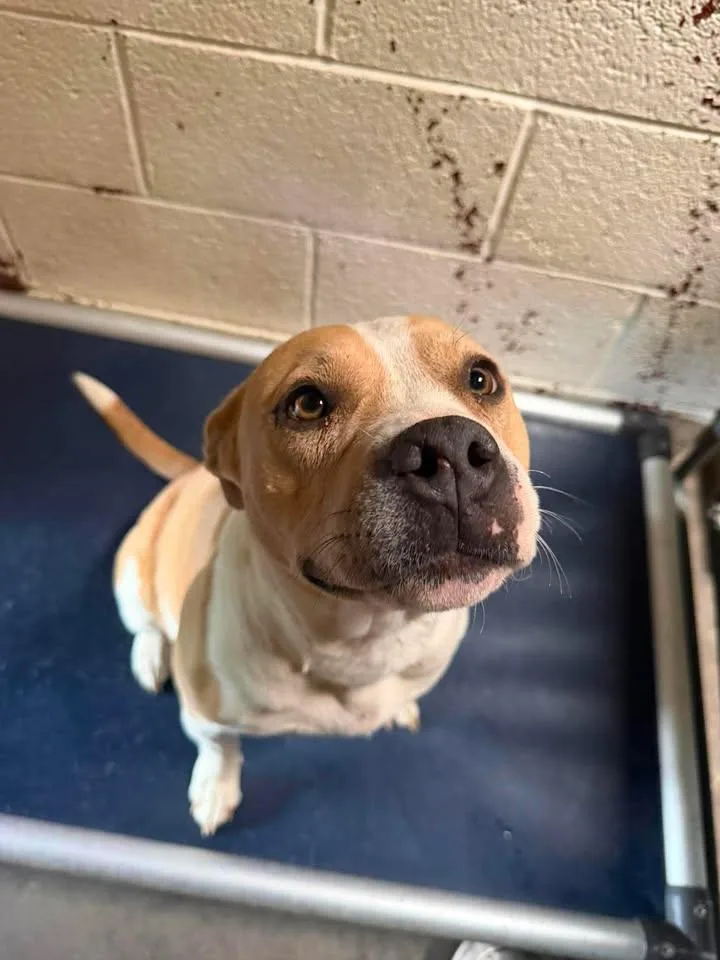 An adult medium-sized female Pit Bull Terrier dog named NooNoo for adoption in Las Vegas, NM