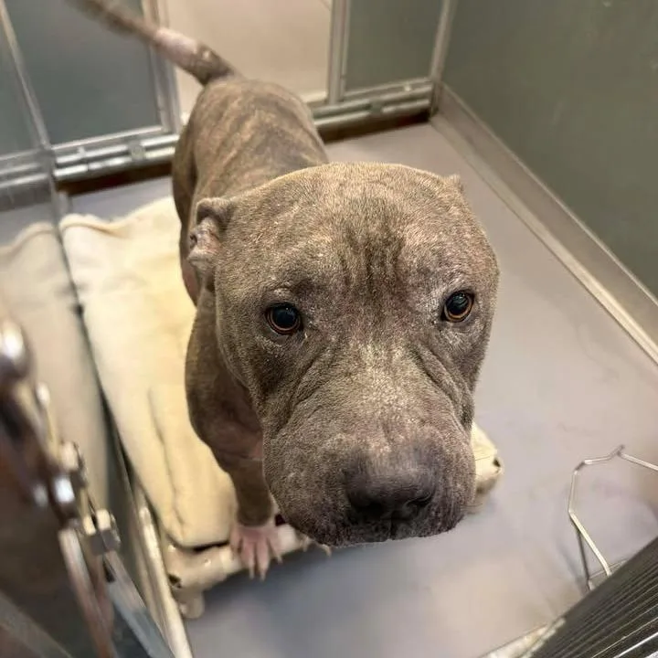 An adult large-sized male Brindle Mastiff dog named Apollo for adoption in Vinita, OK
