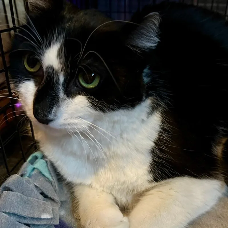 An adult large-sized male Domestic Short Hair cat named Charley Wilson for adoption in Inver Grove Heights, MN