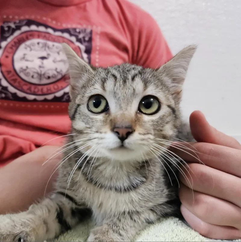 Cookie Dough thumbnail 2