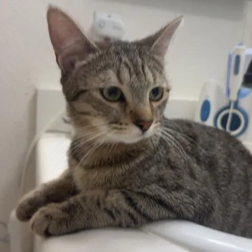 Cookie Dough thumbnail 3