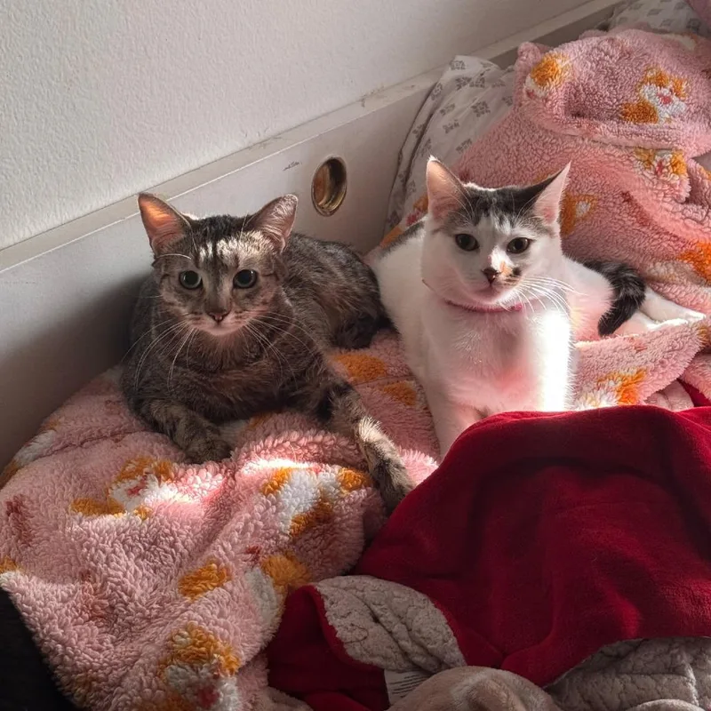 Cookie Dough thumbnail 4