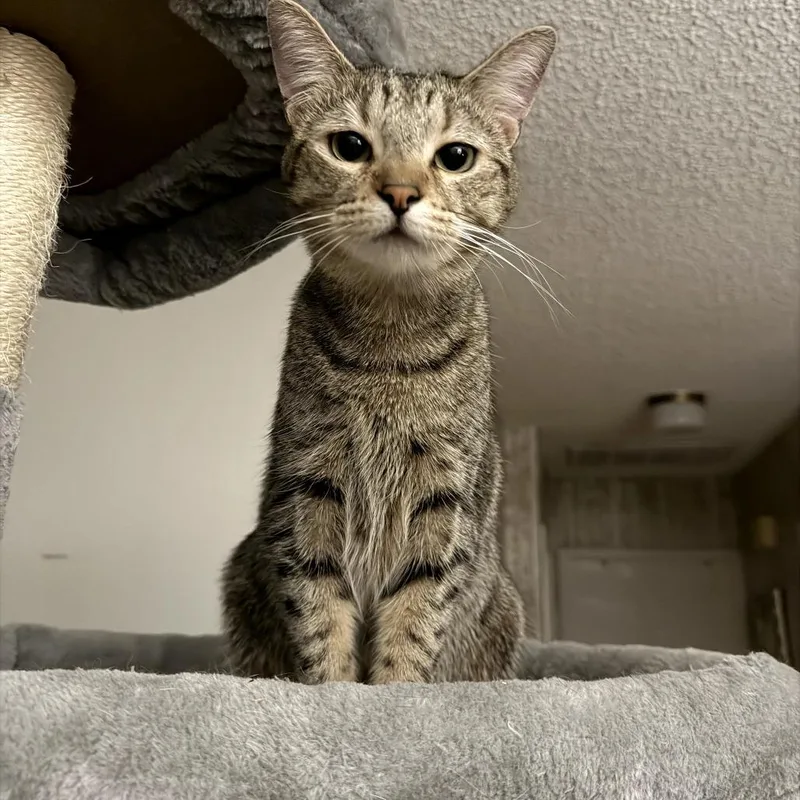 Cookie Dough thumbnail 5