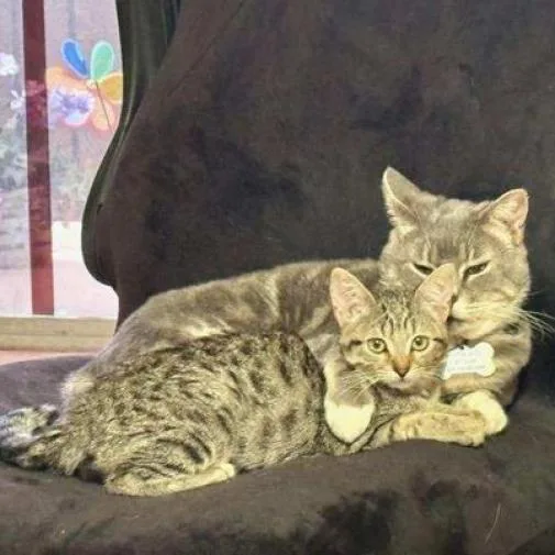 Cookie Dough thumbnail 6