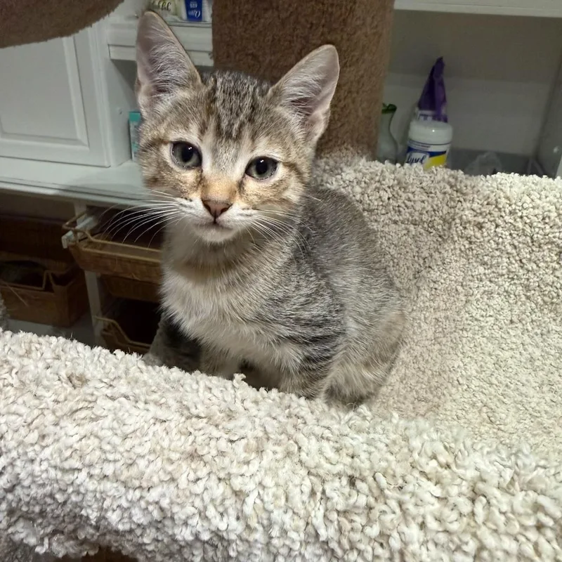 Anise & Chai BONDED