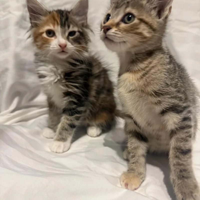 Anise & Chai BONDED thumbnail 3