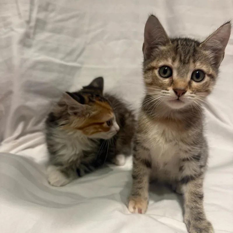 Anise & Chai BONDED thumbnail 4